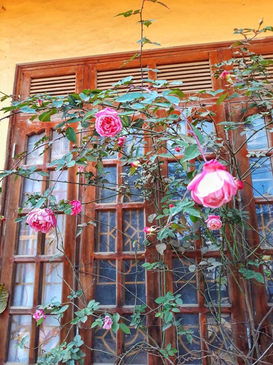Thanh Ha Homestay Sapa Εξωτερικό φωτογραφία